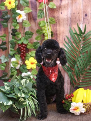 20230824マハロくん